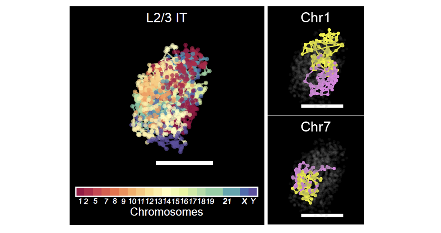 3D-genome structure of an excitatory neuron. neuron
