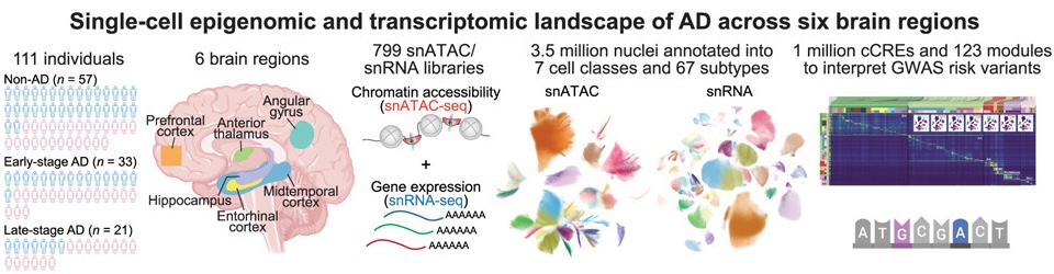 Single-cell multiregion epigenomic rewiring in Alzheimer’s disease progression and cognitive resilience. paper illustration